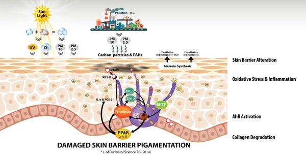 pollution-and-its-effects-derma-essentia