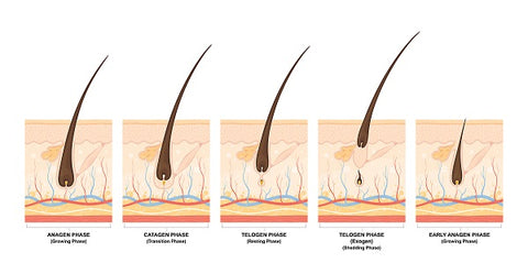 stages-of-hair-growth-derma