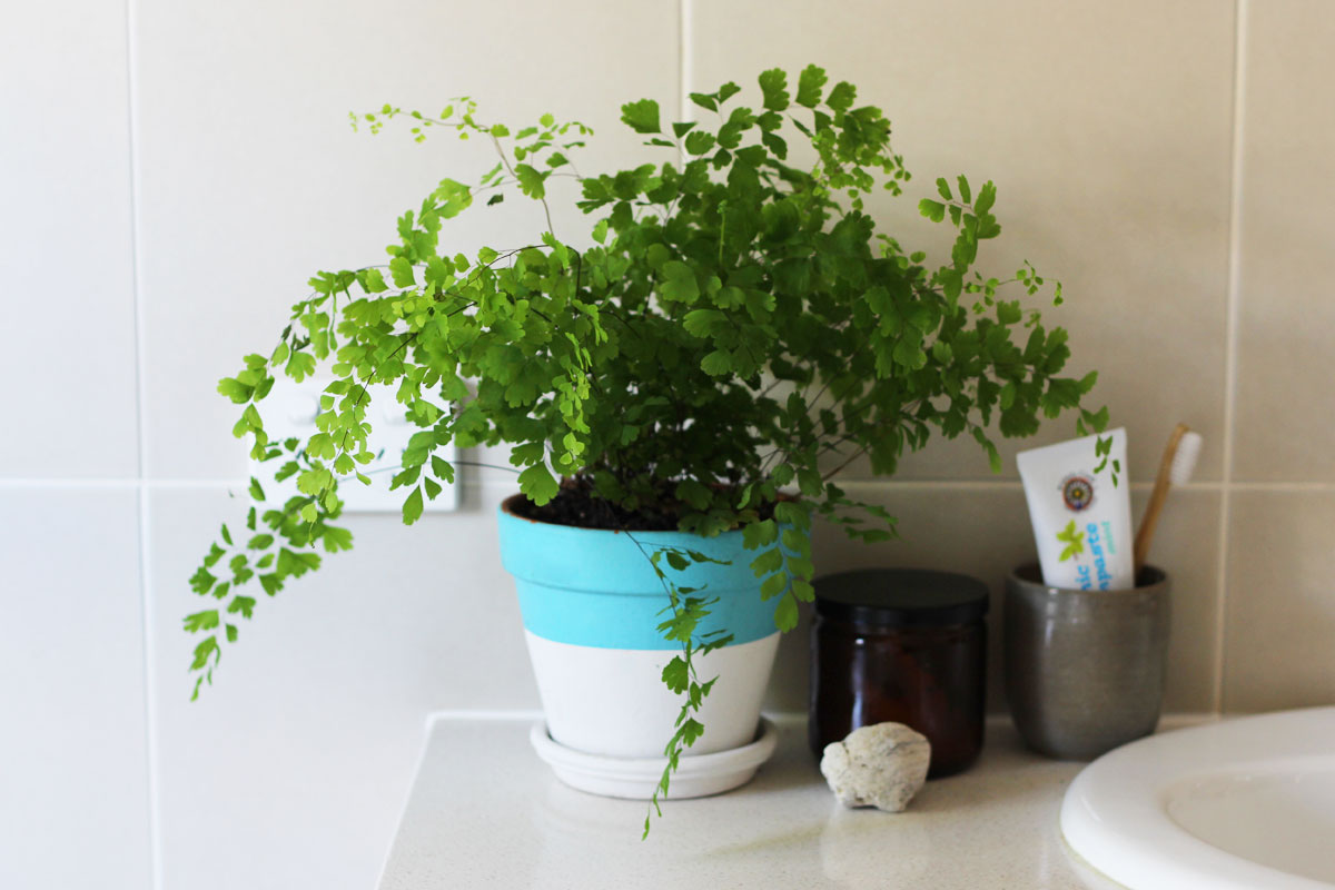 Benefits of air purifying plants