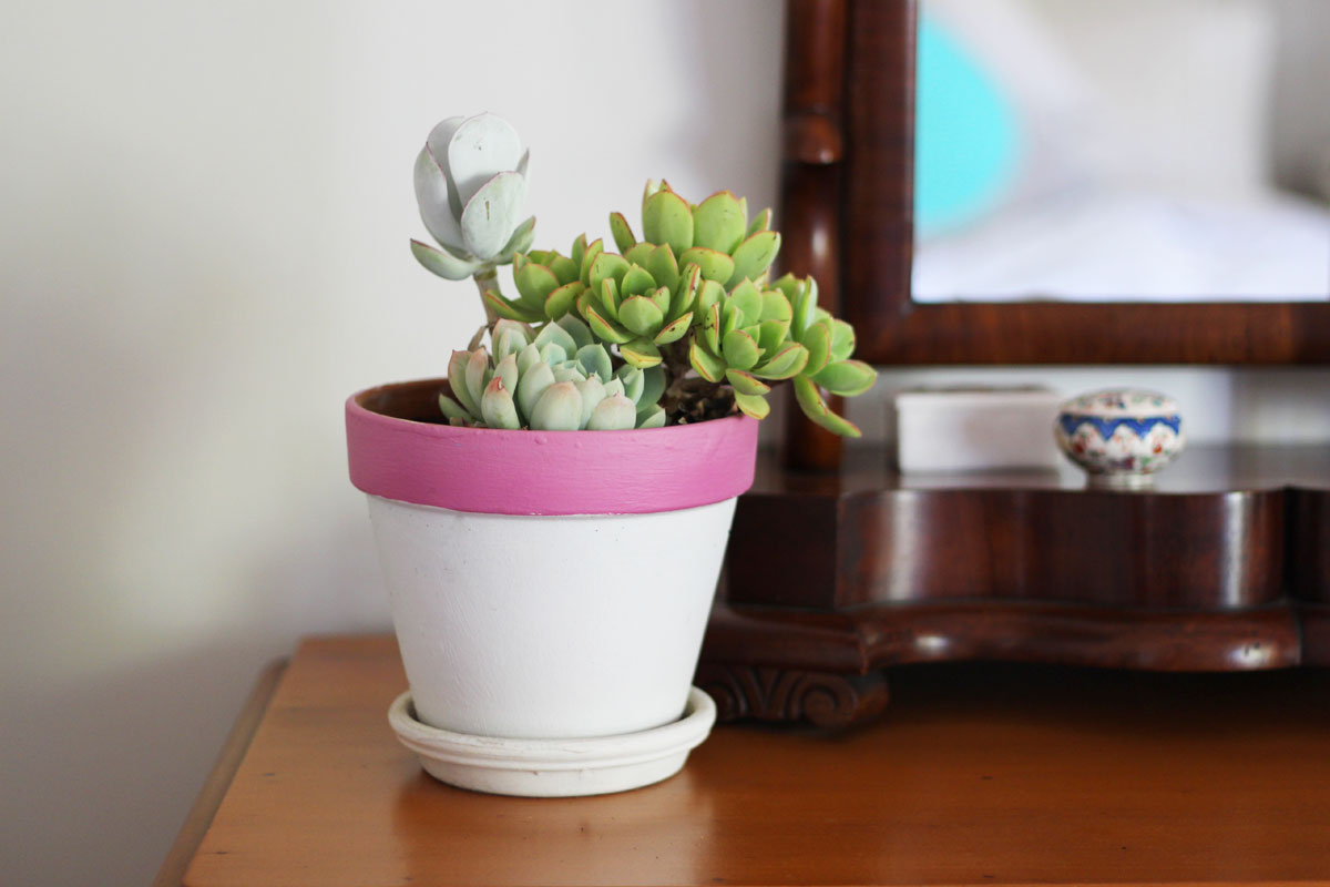 5 benefits of air purifying plants