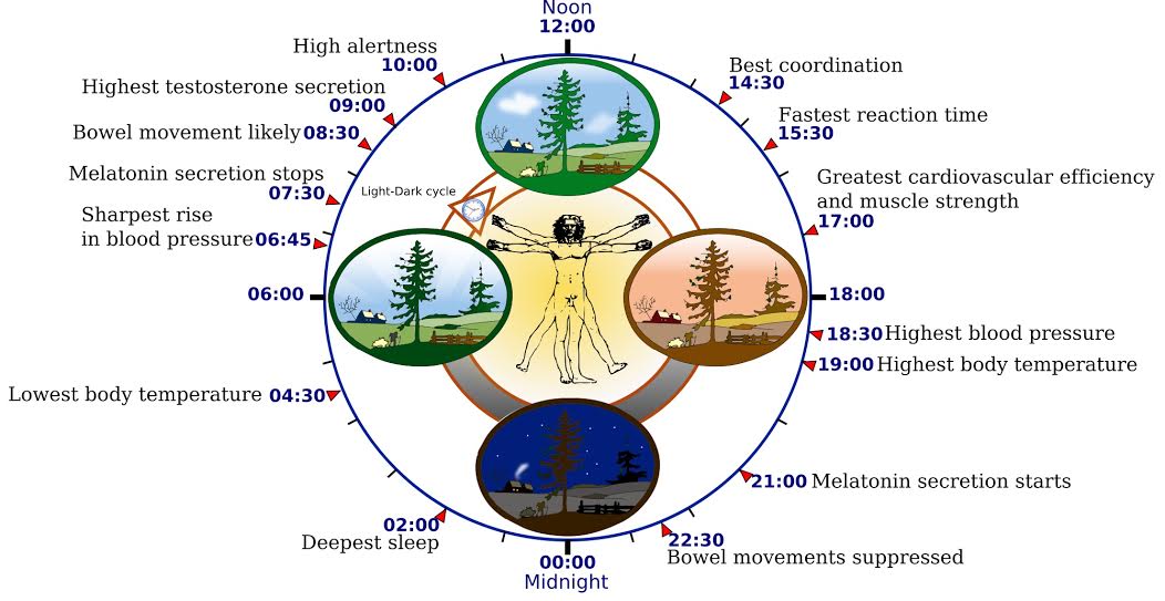 Circadian Rhythms