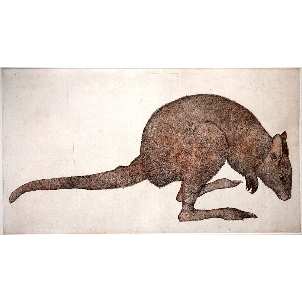 Kangaroo