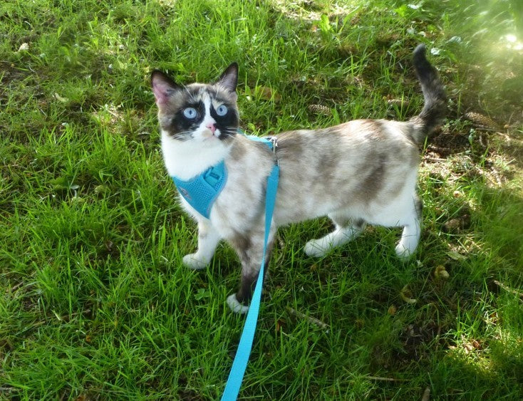 cat harness leash