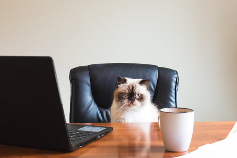 Cat sitting on a leather office chair at desk