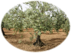 olive-nocellara-belice