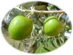 olive-nocellara-belice