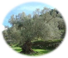 olive-biancolilla-tree
