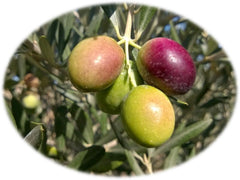 olive-biancolilla