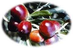carolea-olives-2