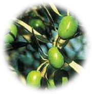cerasuola-olives