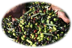 olive-nocellara-etna