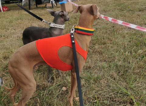 lure coursing italian greyhounds championship