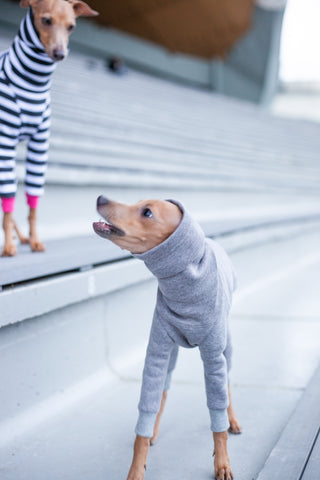 Iggy puppy clothing