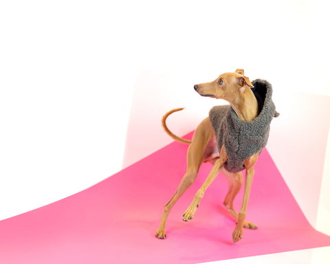 harvoola iggy teddy vest dog clothing