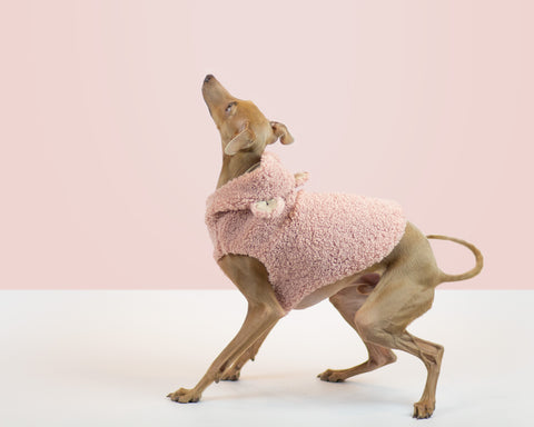 harvoola italian greyhound puppy training