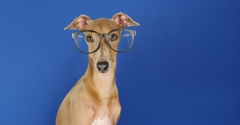 italian greyhound with glasses