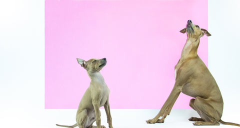 harvoola blog italian greyhounds posing brothers puppy