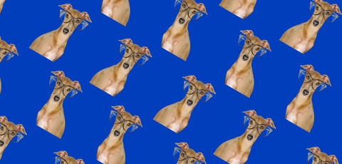 italian greyhound pattern funny