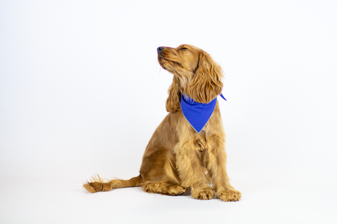 harvoola blog post bandana reflective spaniel puppy