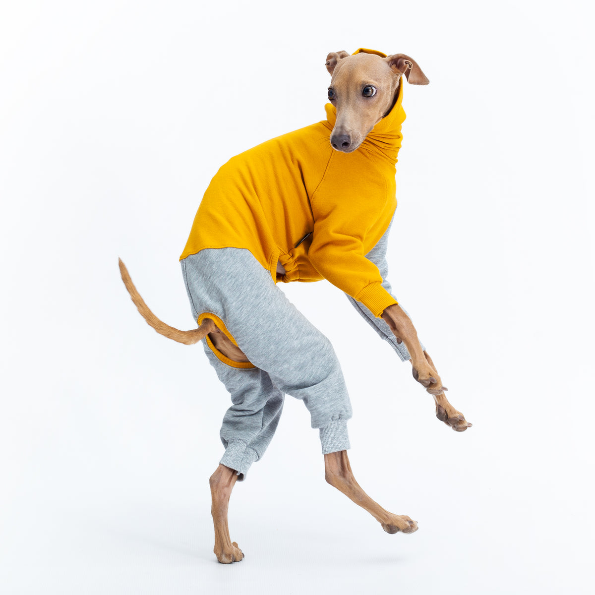 do italian greyhounds need clothes