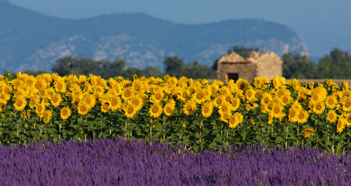 Lavender fields against a backdrop of sunflowers on a sunny day in Provence.