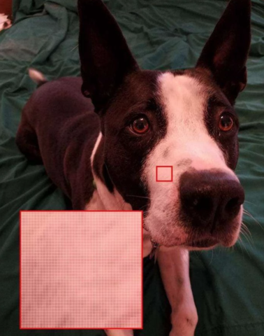 Slight red tint dog photo for diamond painting