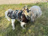 small doggie fashion clothing gift