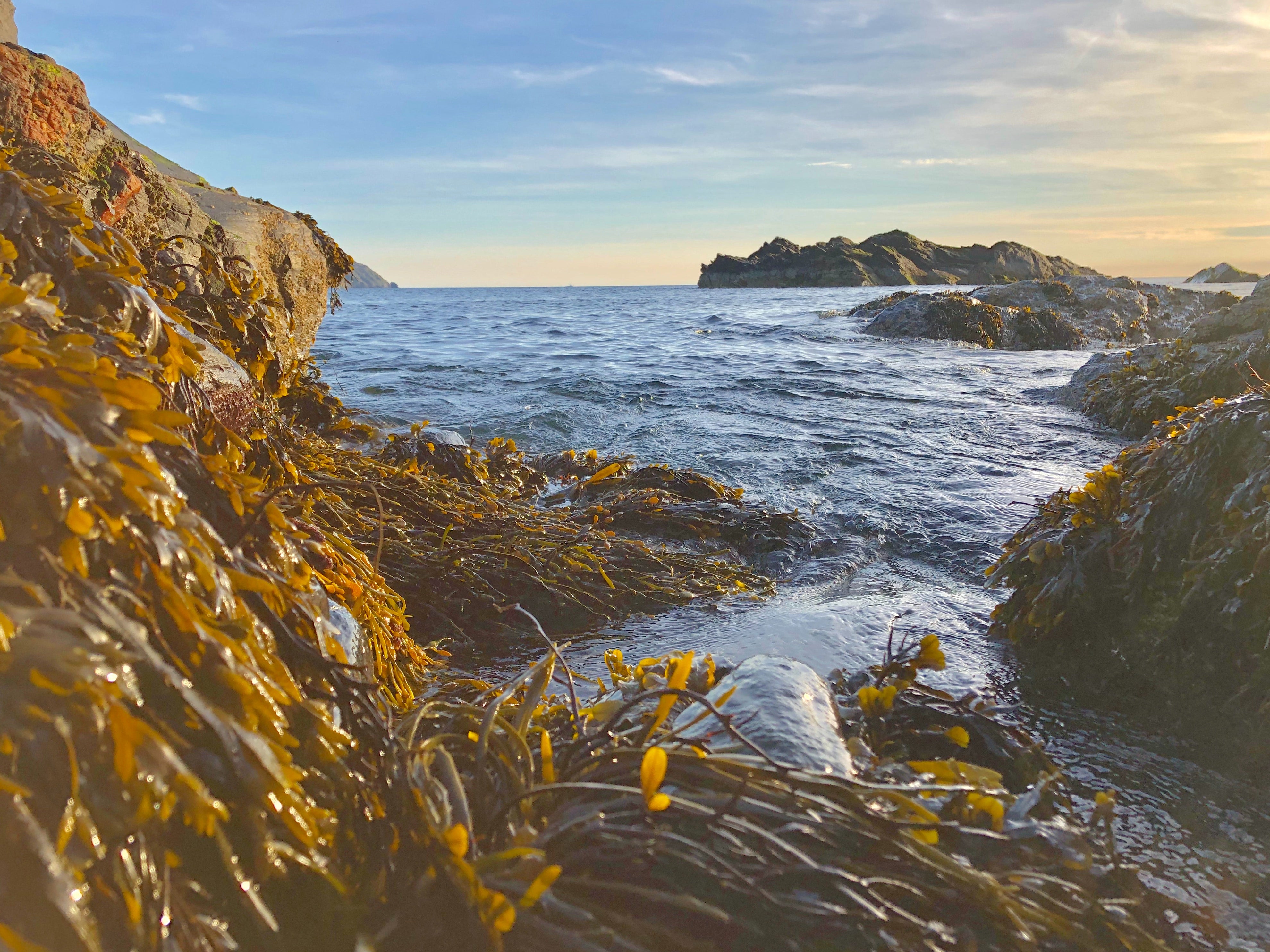 a gorgeous picture of sea kelp lining the ocean and a river