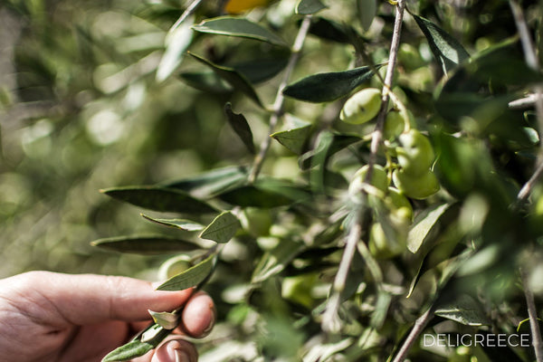 Was ist kaltgepresstes Olivenöl?