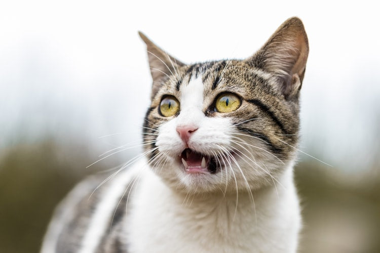 Why do cats meow? 5 reasons you can't ignore