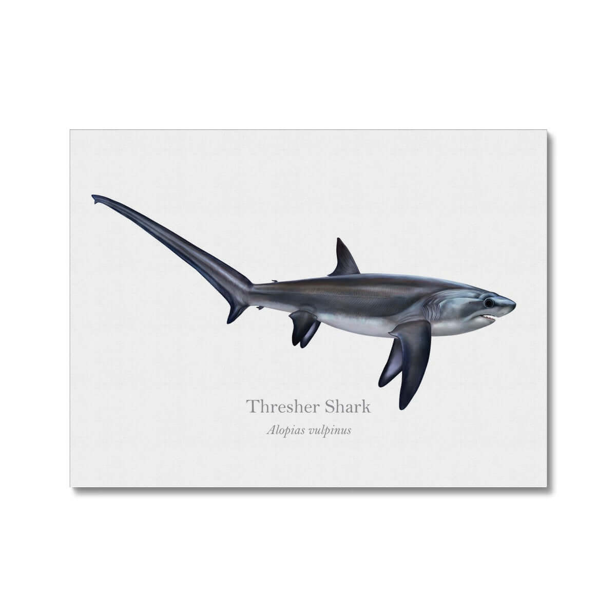 thresher shark drawing