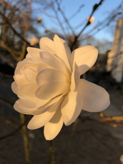Witte magnolia  