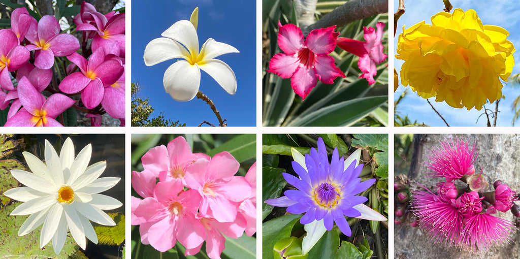 beautiful flowers of Mustique