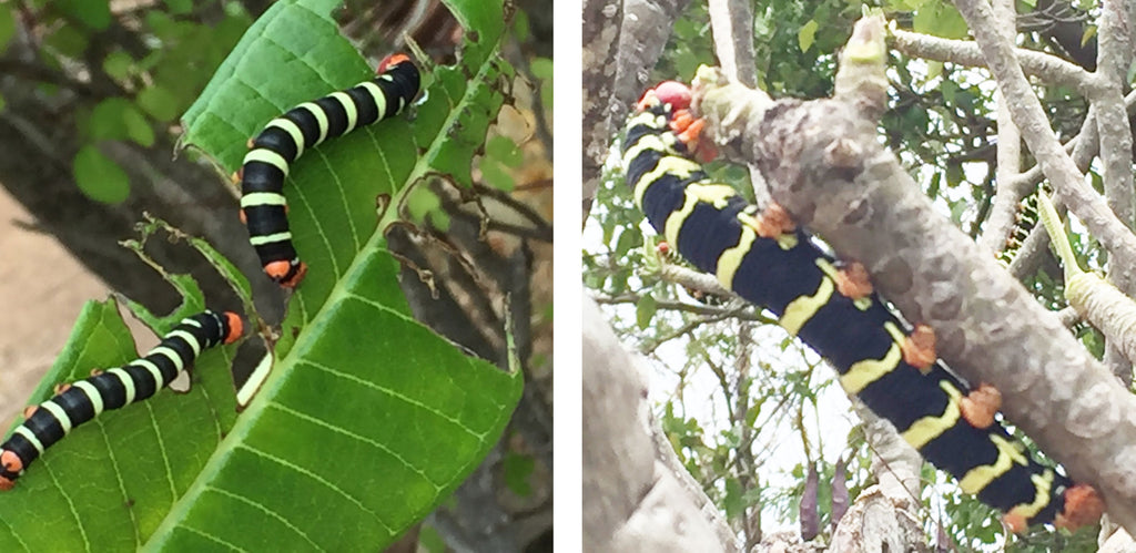 caterpillars devouring a frangipani leaf at the Pink House on Mustique