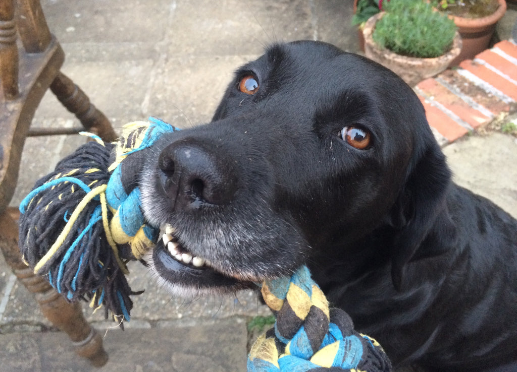 A black lab dog with a toy in mouth