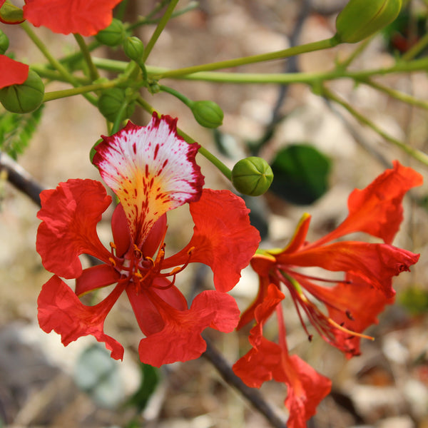 Mustique in bloom