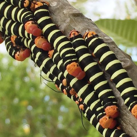 Catapillars