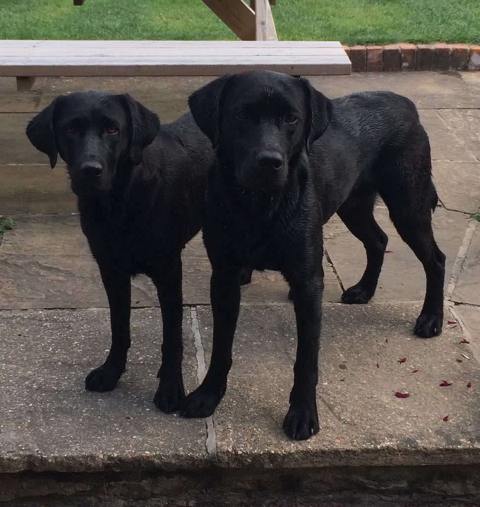 two black lab dogs