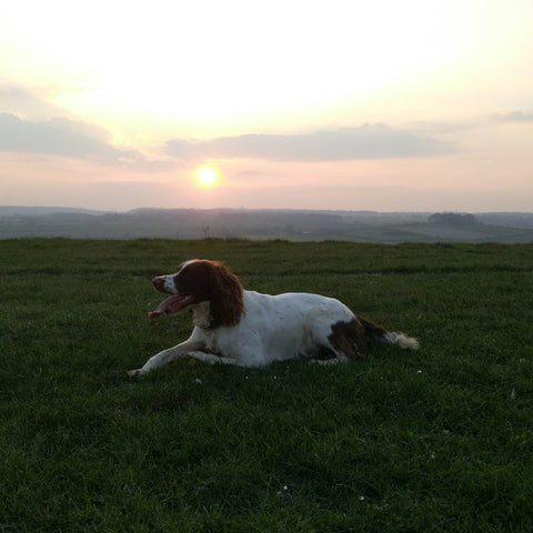 Puddle springer spaniel and the top dog