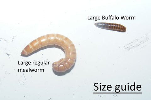 Figure 1: The difference in size of the yellow mealworm and the buffalo worm.