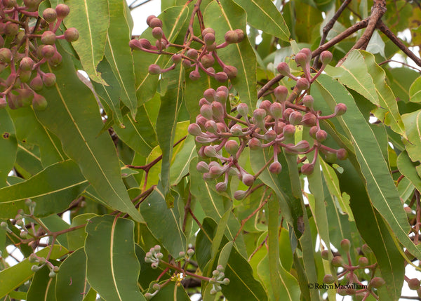 Swamp Bloodwood gumnut buds