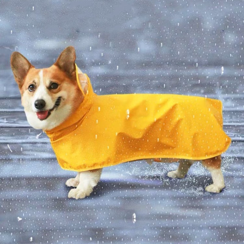 clothes for corgi