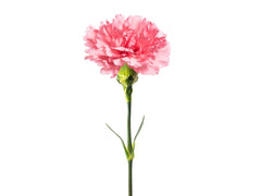 Neilikka, pinkki