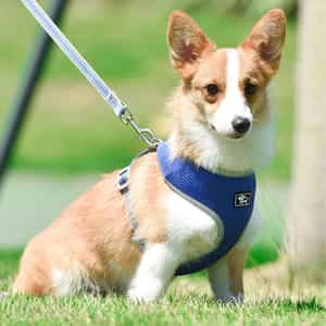 GUIDE D'ACHAT 2020 : HARNAIS POUR CHIEN