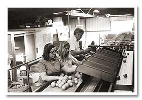 Anne & Aleta Friend with Doyle Cain<br>sorting oranges at packinghouse (c.1973)