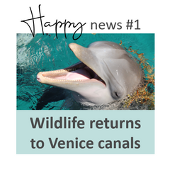Wildlife returns to Venice canals