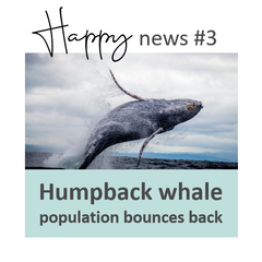 Humpback whale population bounces back