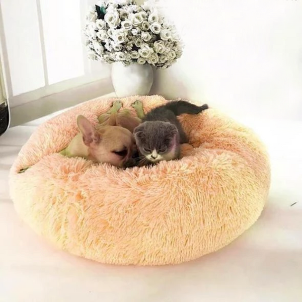 high pet bed