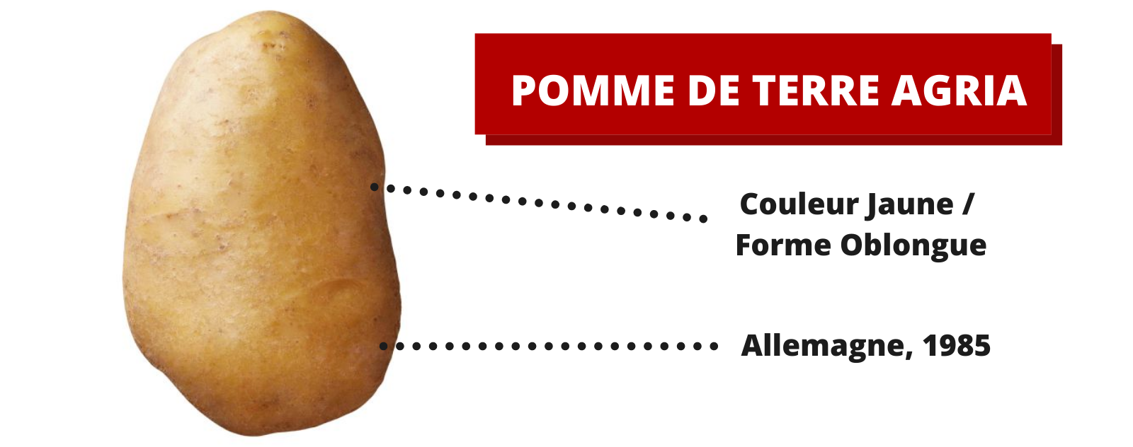 Pomme de Terre Agria