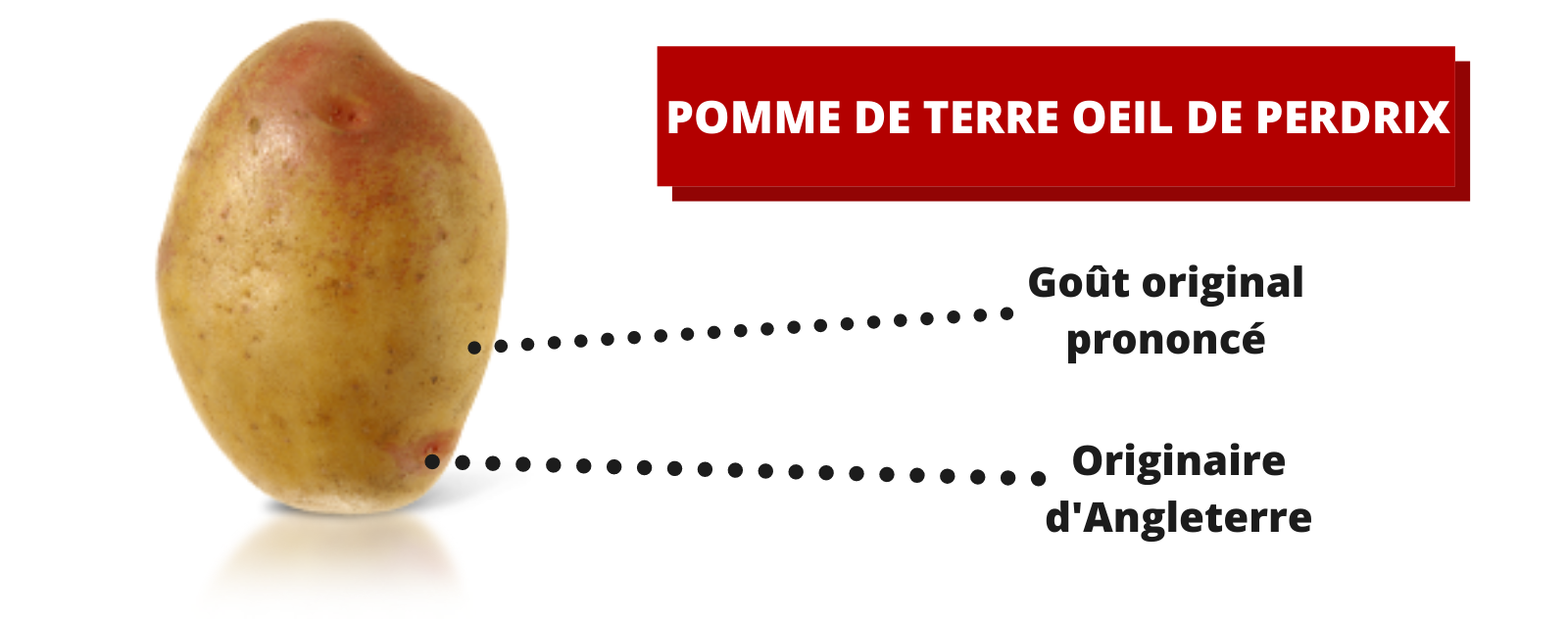 Pomme de Terre Œil de Perdrix